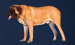 Büyük köpekler de kabinde uçabilecek