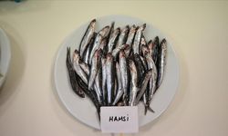 Hamsi öne geçti! Uzmanlar en besleyici balığı açıkladı