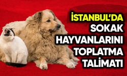 İstanbul’da sokak hayvanlarını toplatma talimatı